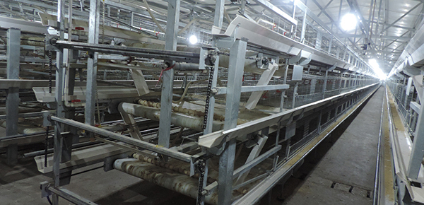 密閉雞舍的通風(fēng)模式制定方法